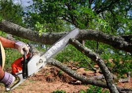 Best Tree Trimming and Pruning  in Marion, MT